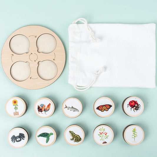 🧬 Montessori Life Cycle Board – Fun Biology Learning!